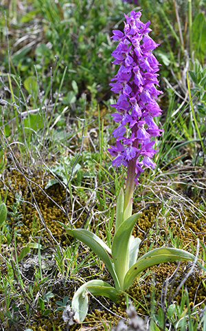 orchis mascula ichnusae