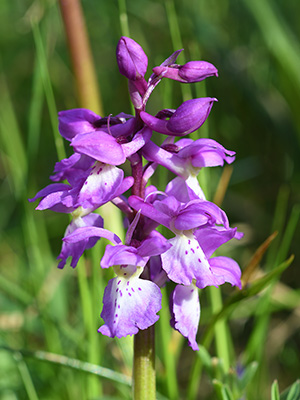 orchis mascula ichnusae 2