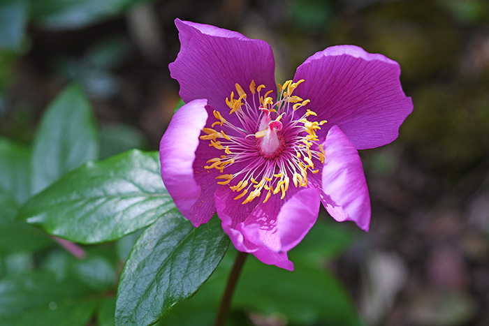 paeonia morisii