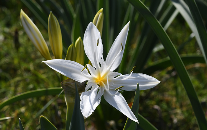 pancratium illyricum