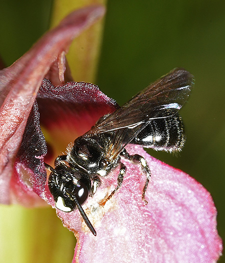 serapias ceratina