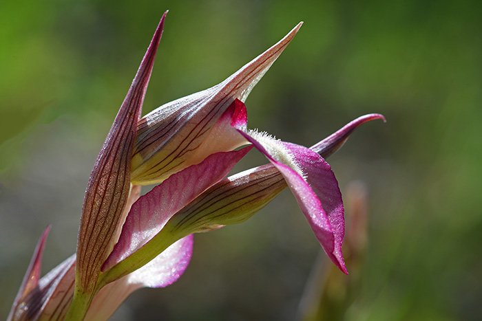 serapias lingua