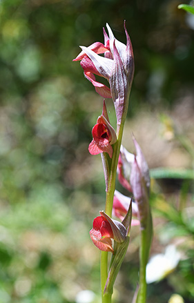 serapias neglecta