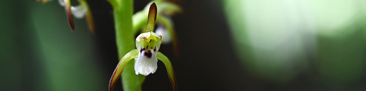 Corallorhiza trifida