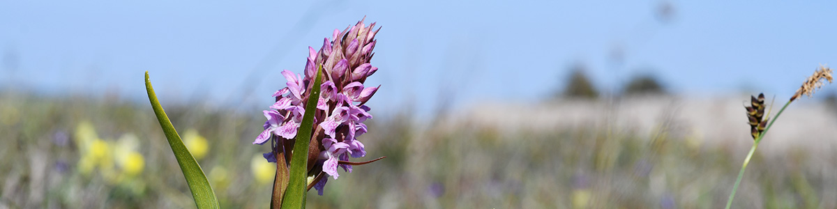 Dactylorhiza incarnata