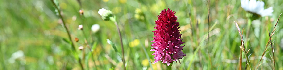 Nigritella bicolor