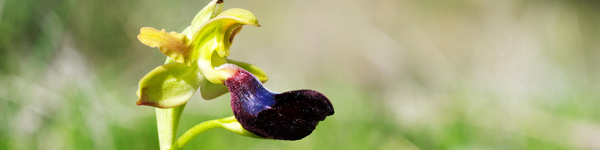 Ophrys atlantica