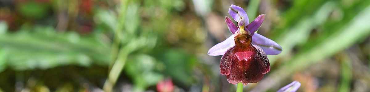 Ophrys lucis