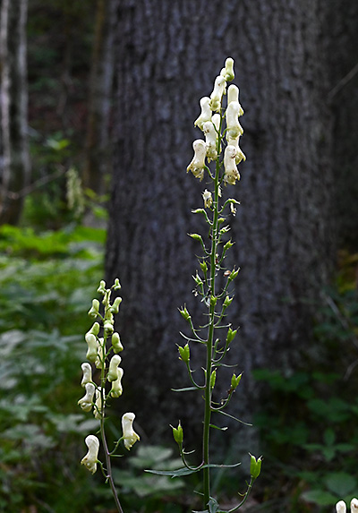 aconitum anthora