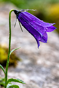 campanula scheuchzeri