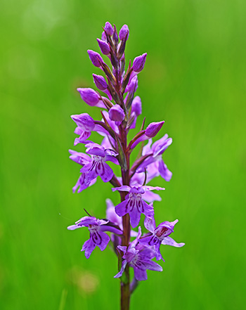 dactylorhiza fuchsii 1