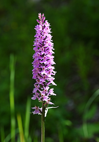 dactylorhiza fuchsii 3