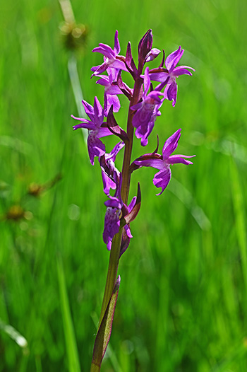 dactylorhiza lapponica