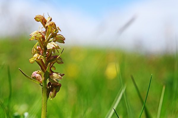 dactylorhiza viridis