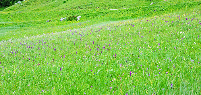 dactylorhiza wiese