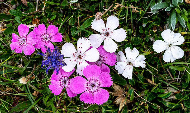 dianthus alpinus