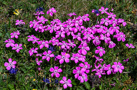 dianthus alpinus 2