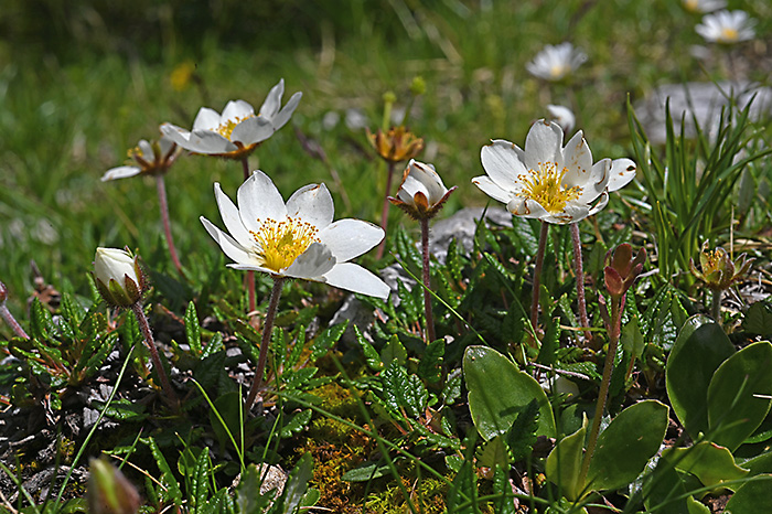 Dryas octopetala