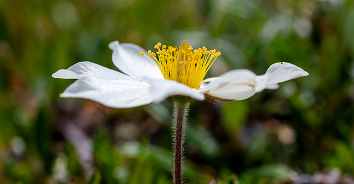 dryas octopetala 