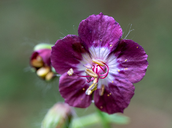 geranium phaeum