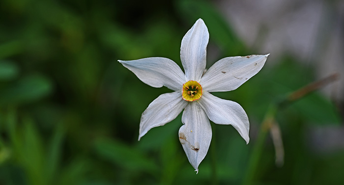 narcissus