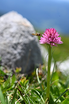 nigritella archiducis-joannis