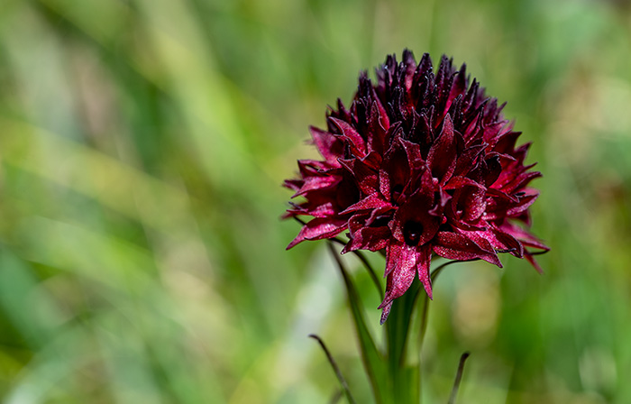 nigritella austriaca 1