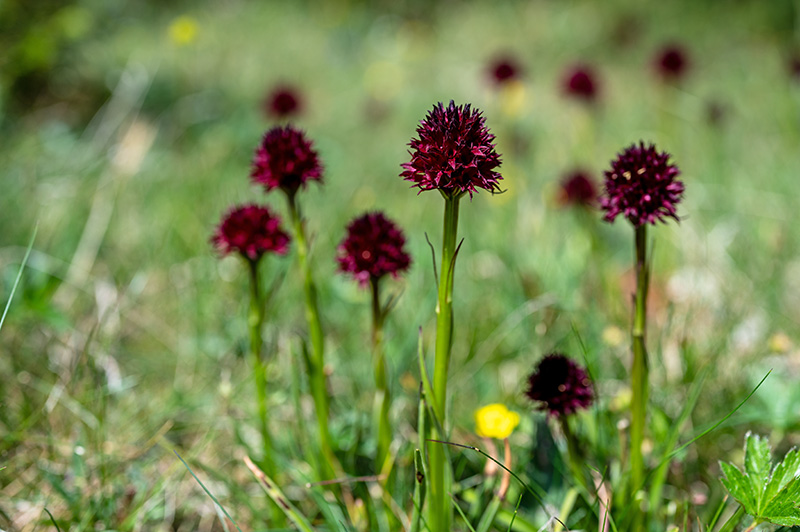 nigritella austriaca 2