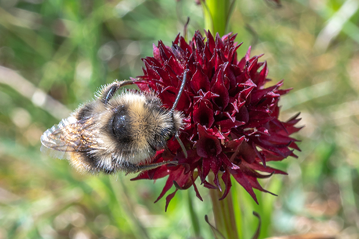 nigritella austriaca 3