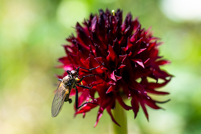 nigritella austriaca 4