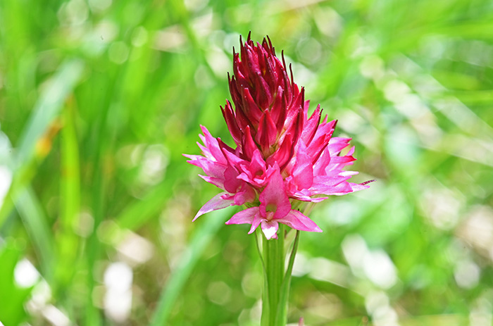 nigritella bicolor 