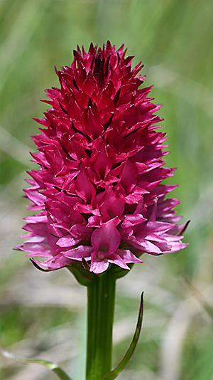 nigritella bicolor 3