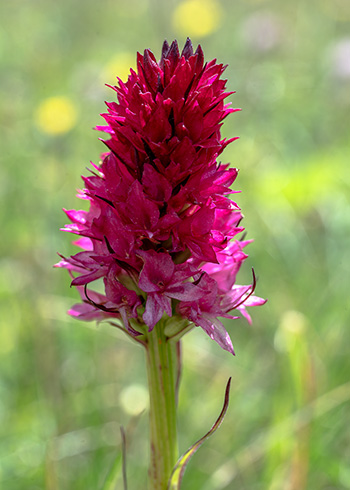 nigritella bicolor 6