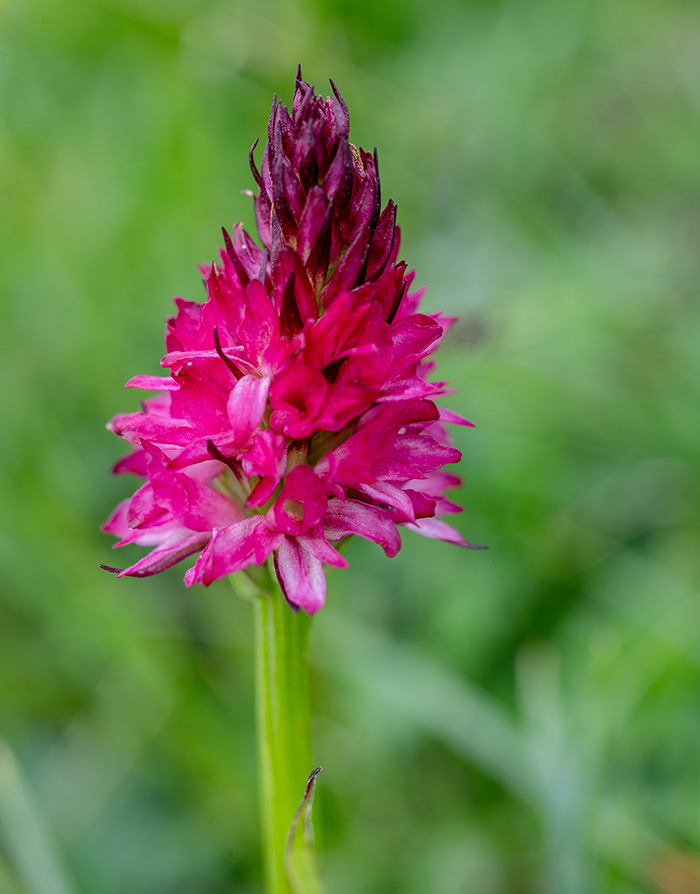 nigritella dulnigiana 1