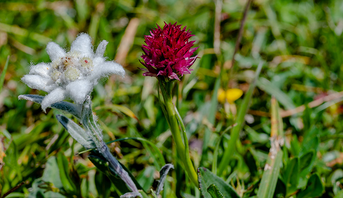 nigritella graciliflora 2