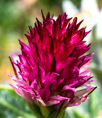 nigritella graciliflora 3