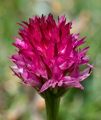 nigritella graciliflora 4