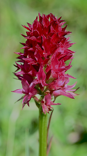 nigritella miniata 3