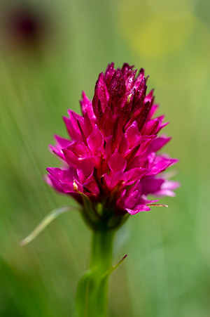 nigritella miniata 5