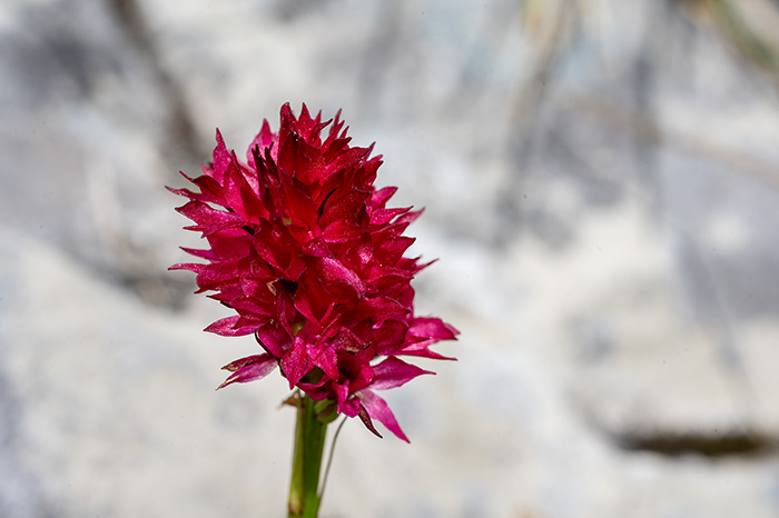 nigritella miniata 6