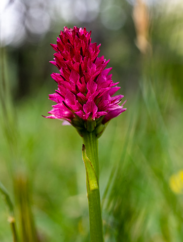 nigritella miniata 7