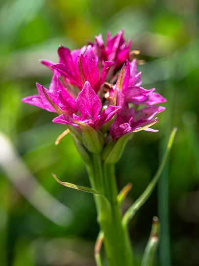 nigritella minor 1