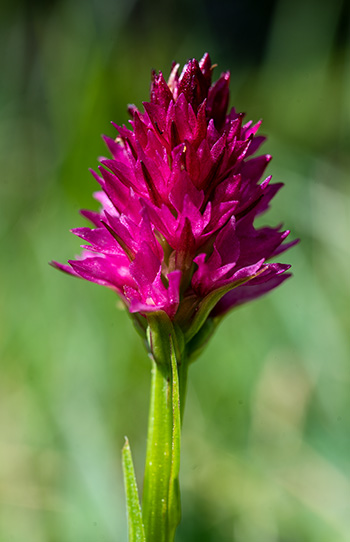 nigritella minor 2