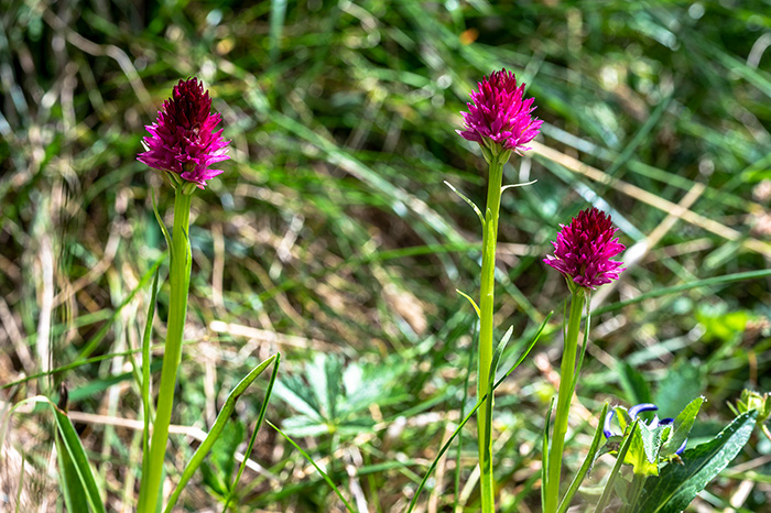 nigritella minor 3