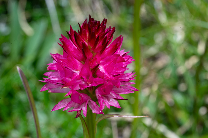 Nigritella sulzeri