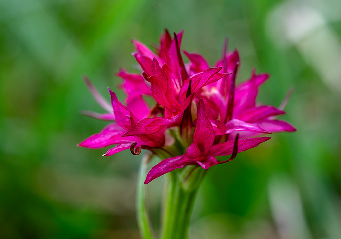 nigritella sulzeri 2