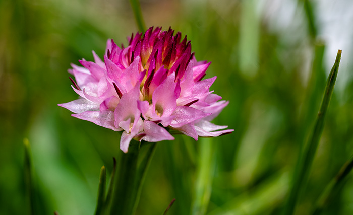 nigritella widderi 1