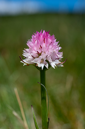 nigritella widderi 4