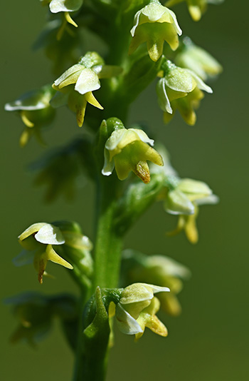 pseudorchis albida 3