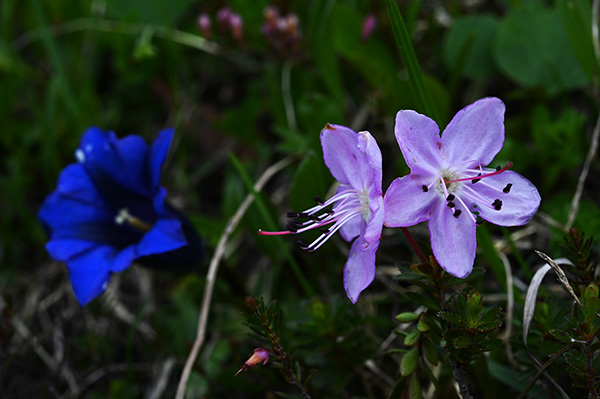 Rhodotamnus chamaecistus